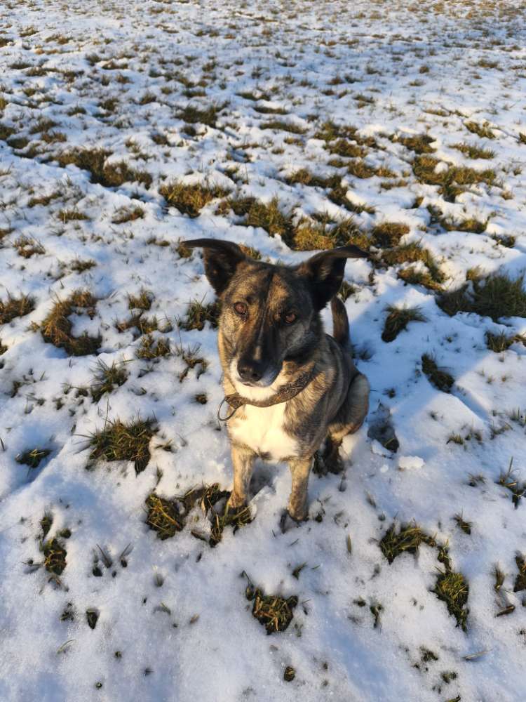 Hundetreffen-Entspannte Gassigefährten-Profilbild