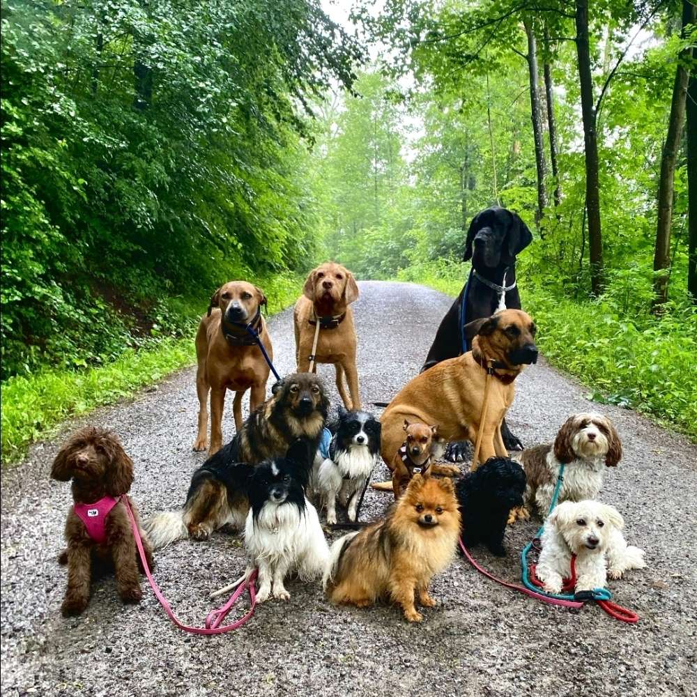 Hundetreffen-Hundetreff Stadtwaldsee Bremen-Profilbild