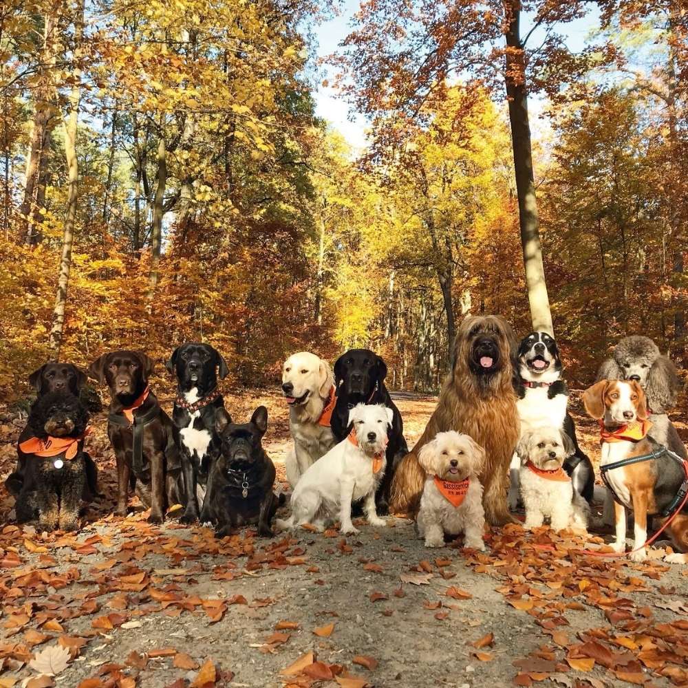 Hundetreffen-Hundetreff Steller Heide-Profilbild
