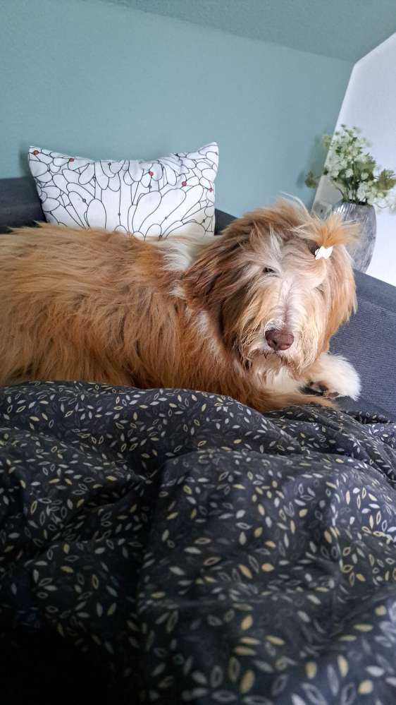 Hundetreffen-Lotte sucht eine Spielkammeradin, Kammeraden-Profilbild