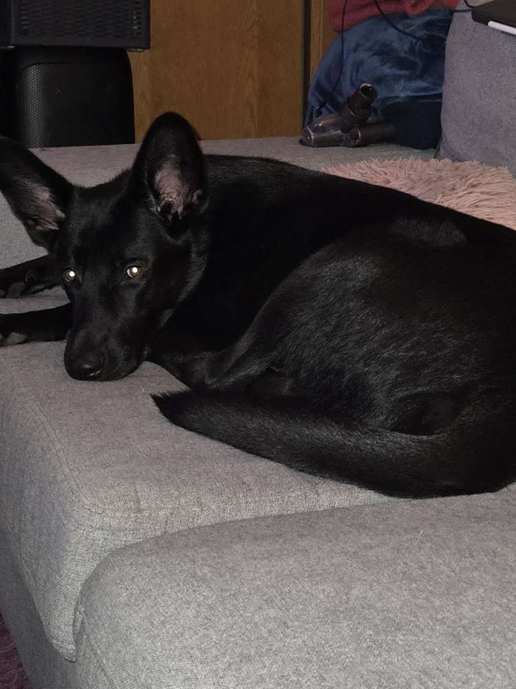 Hundetreffen-Mein junger wilder braucht wenn zum Toben.-Profilbild