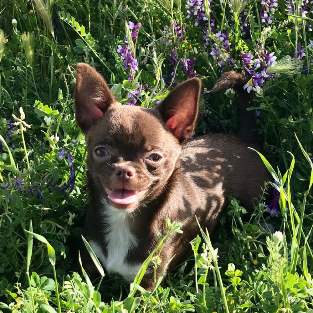 Hundetreffen-Kennenlernen :)-Profilbild