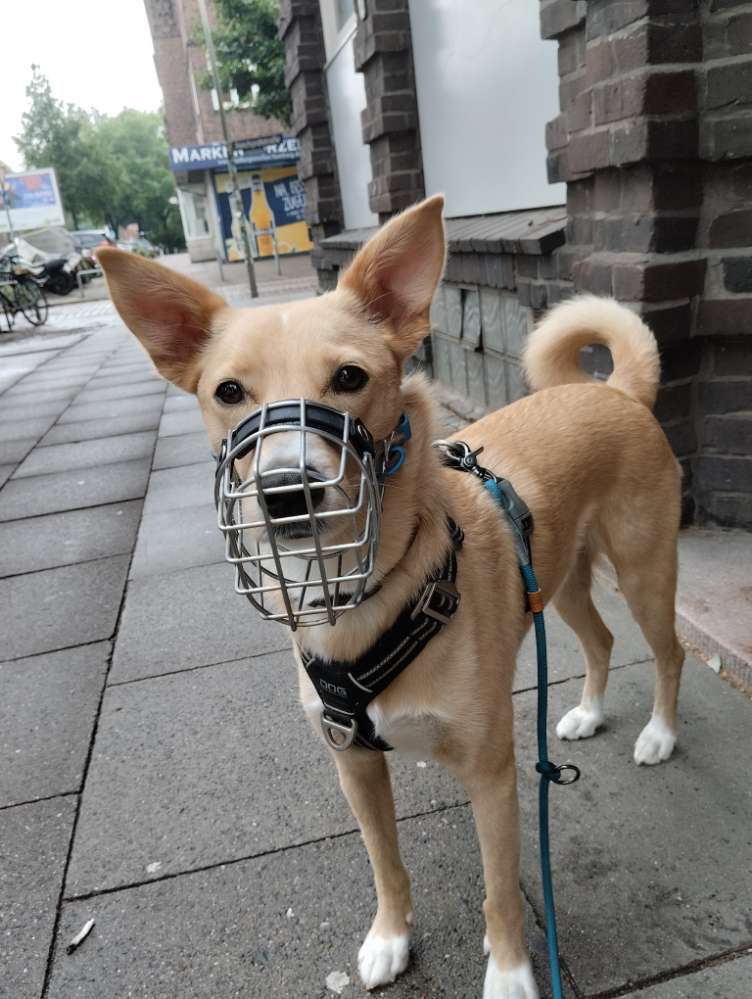 Hundetreffen-Patenschaft/Betreuung für Sunny gesucht-Profilbild