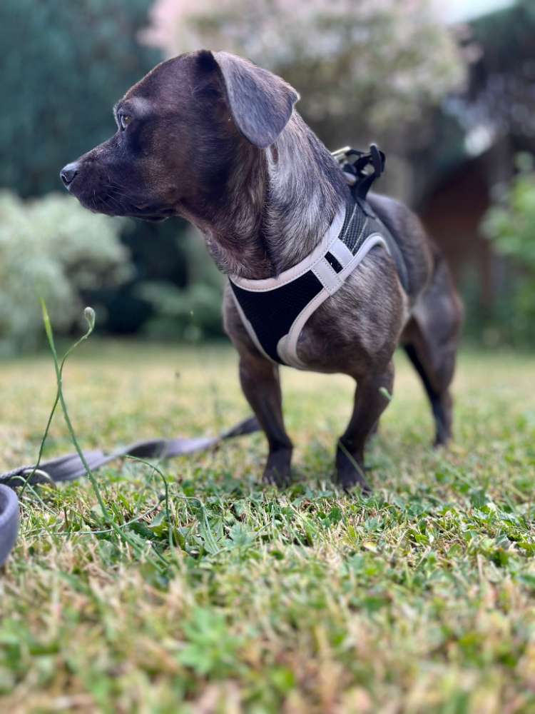 Hundetreffen-Hundetreff für ruhige Hunde-Profilbild