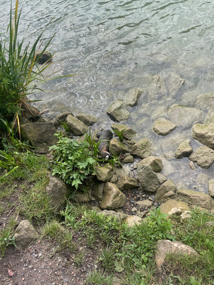 Giftköder-Totes Tier-Profilbild