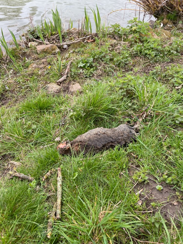 Giftköder-Tierkadaver-Profilbild