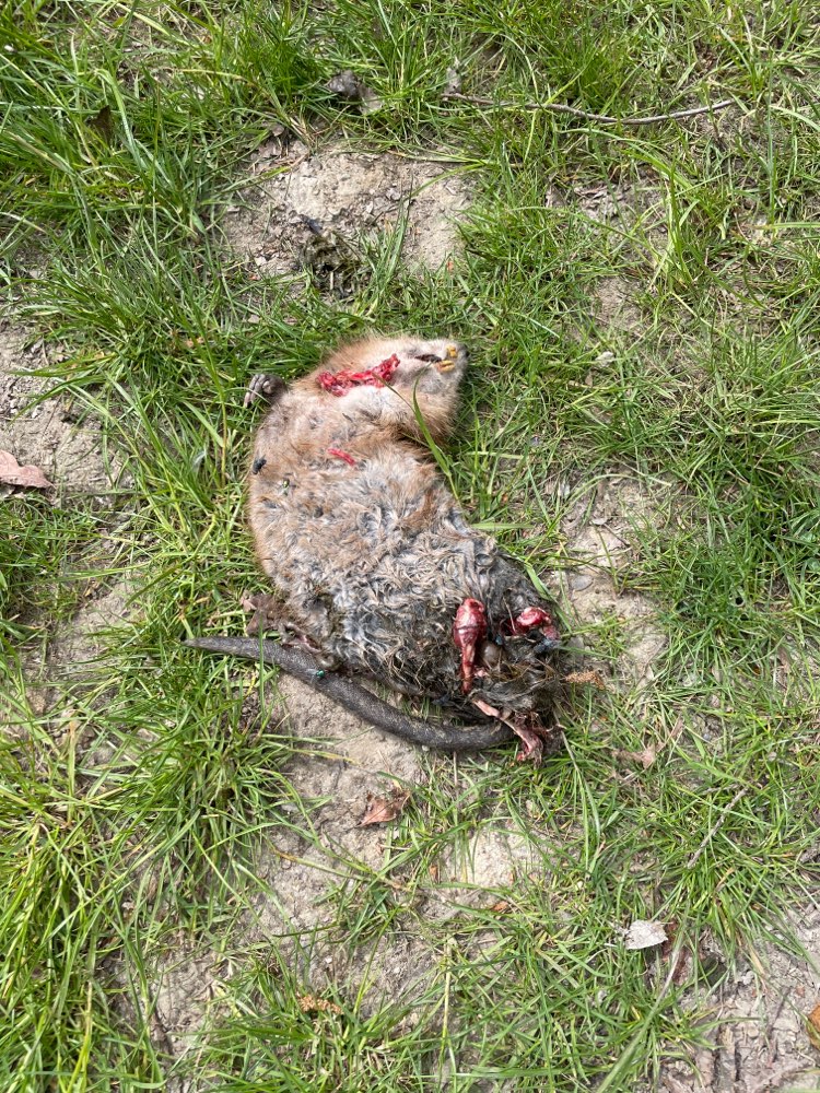 Giftköder-Tierkadaver-Profilbild
