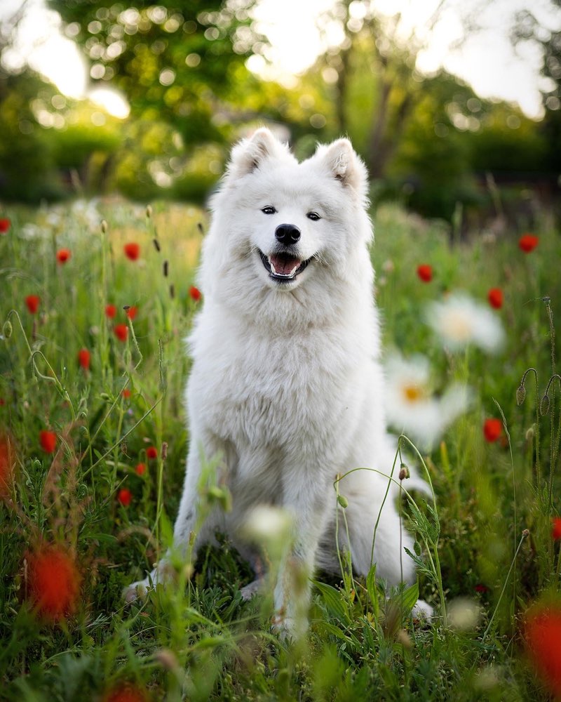 Hundetreffen-Gassirunde eventuell Spielen-Profilbild