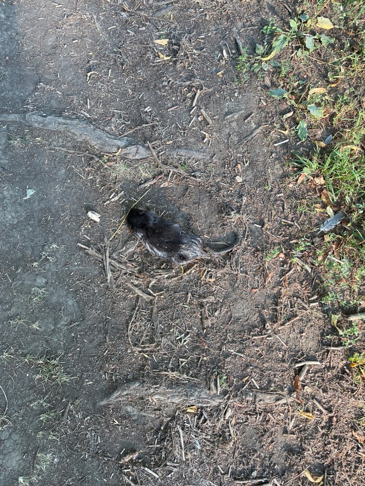 Giftköder-Totes Nutria am Bach-Profilbild