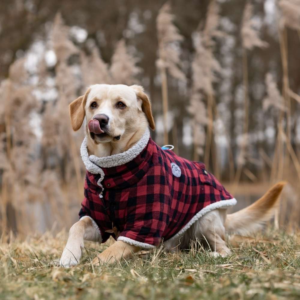 Hundetreffen-Gassipartner-Profilbild