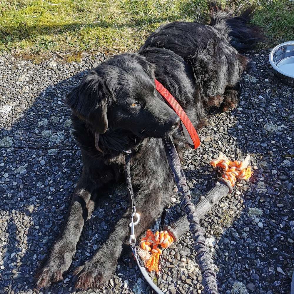 Hundetreffen-Suche gut sozialisierte Hunde für gemeinsame Gassi Runde-Profilbild