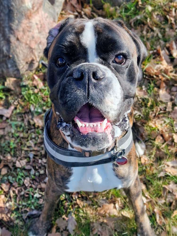 Hundetreffen-Trainingsspaziergänge mit Theo-Profilbild