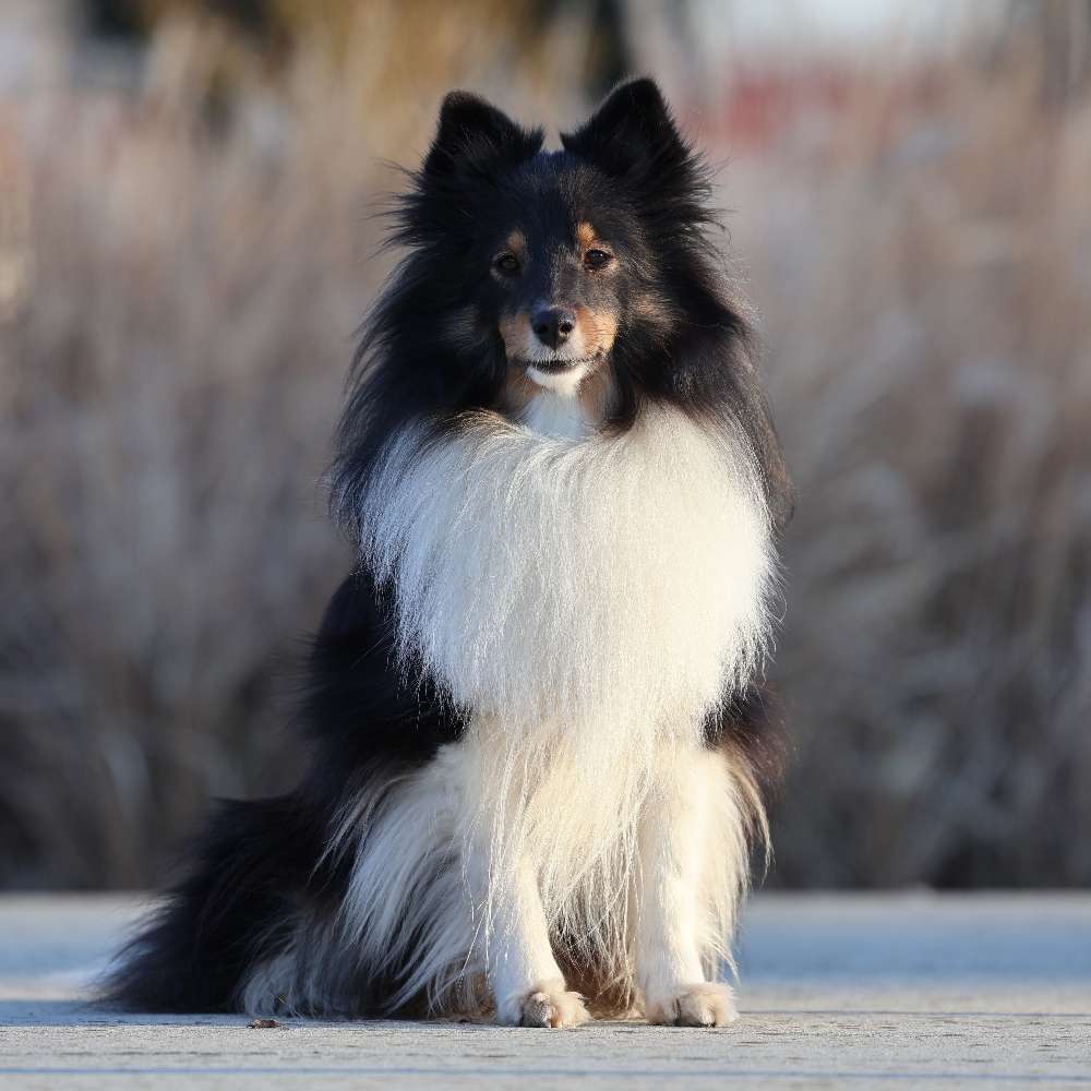 Hundetreffen-Spazieren/Playdate/Neues-Profilbild