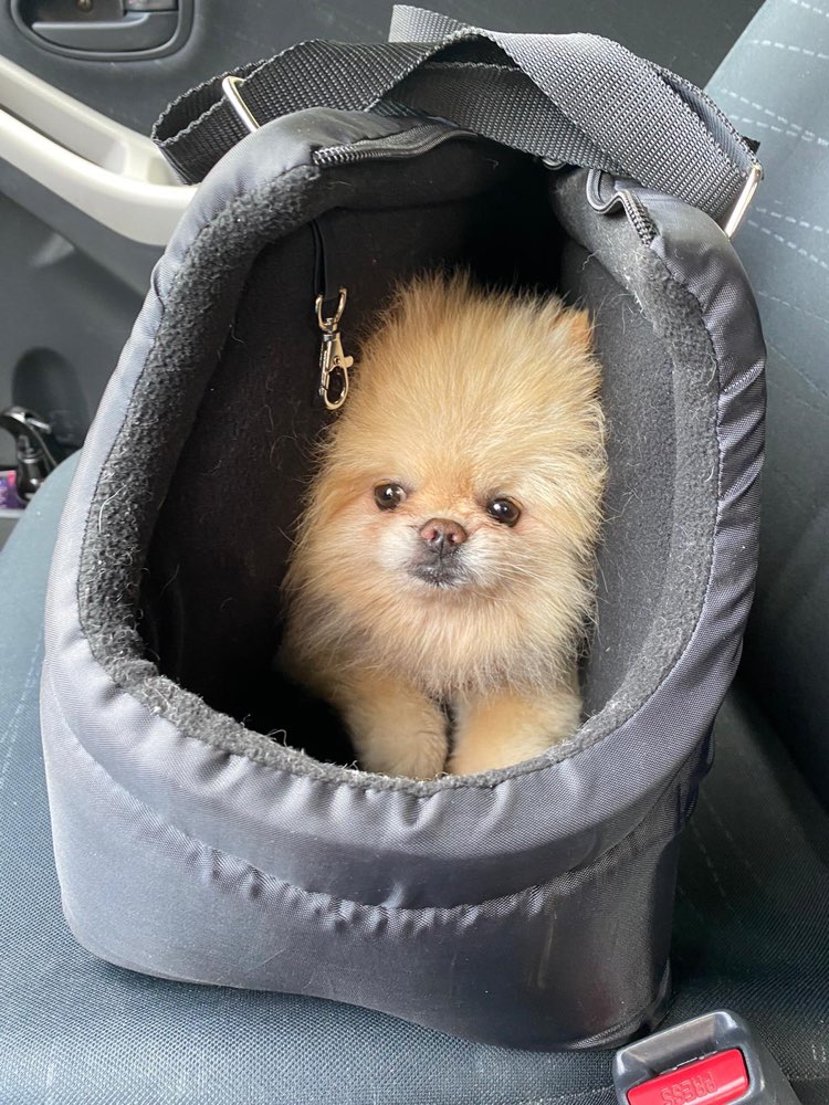 Hundetreffen-Ängstliche Pommis-Profilbild