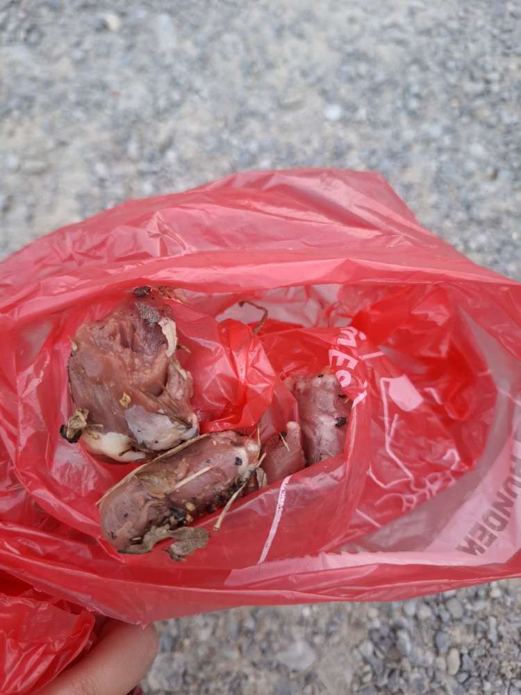 Giftköder-Evtl Giftköder-Profilbild