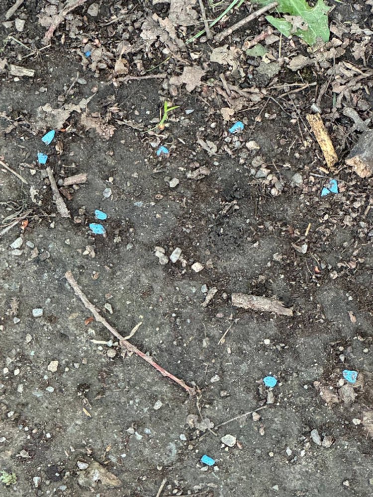 Giftköder-Rattengift?-Profilbild