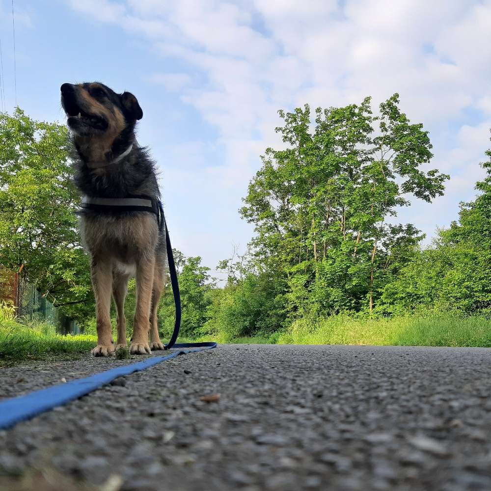 Hundetreffen-Gassirunden und Spieltreffen-Profilbild