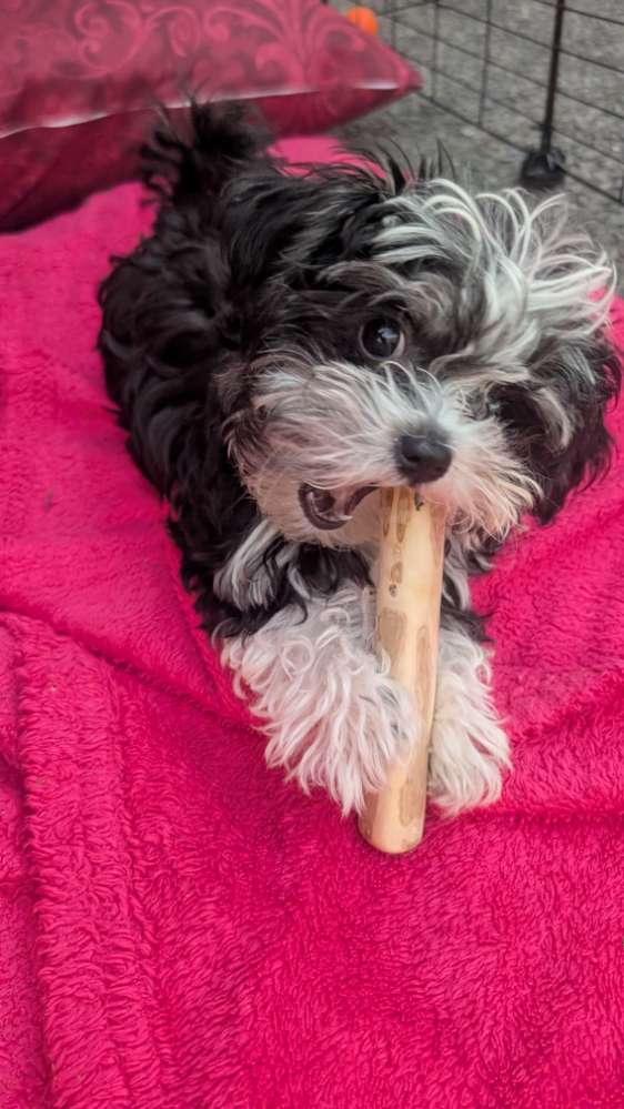Hundetreffen-Kurze Welpenkontakte-Profilbild