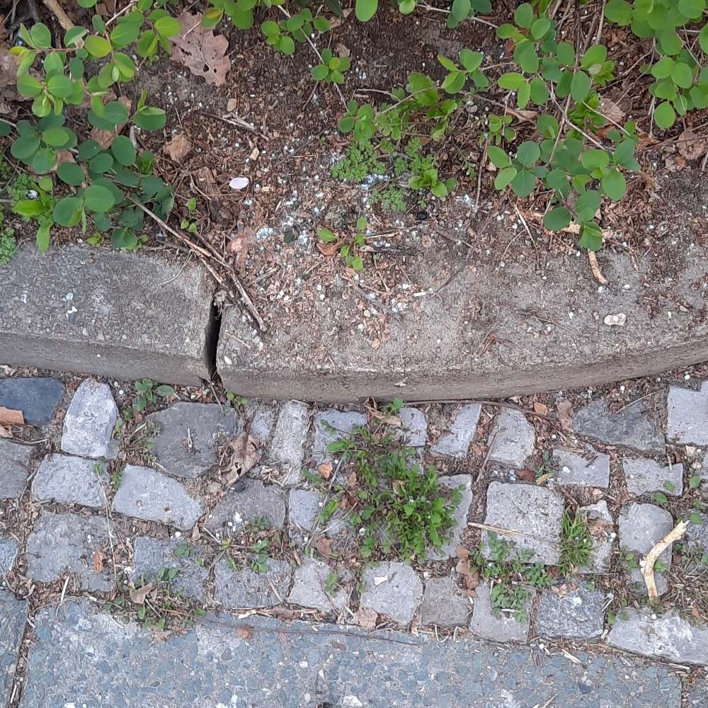 Giftköder-Schneckenkorn im Beet-Profilbild