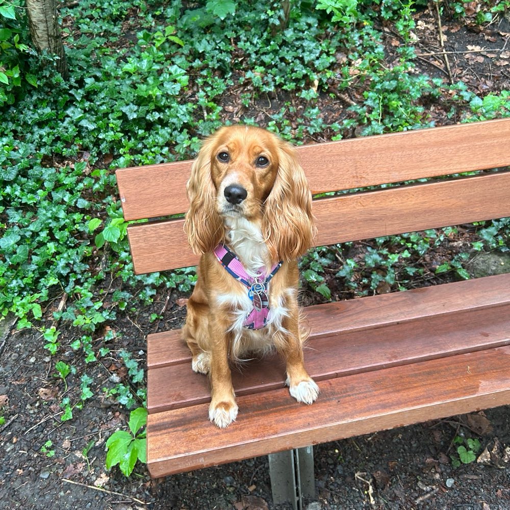 Hundetreffen-Buffy sucht Spielkamerden-Profilbild