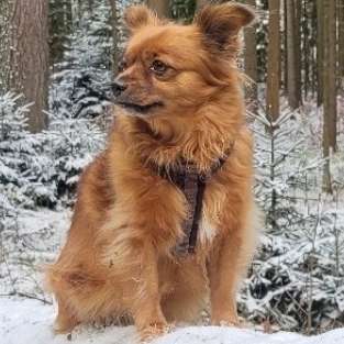 Hundetreffen-Gassi Runden Für kleinere Hunde-Profilbild