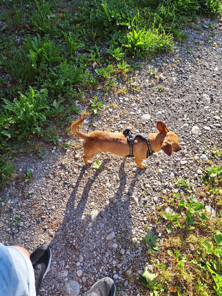 Hundetreffen-Gemeinsame Gassirunde-Profilbild