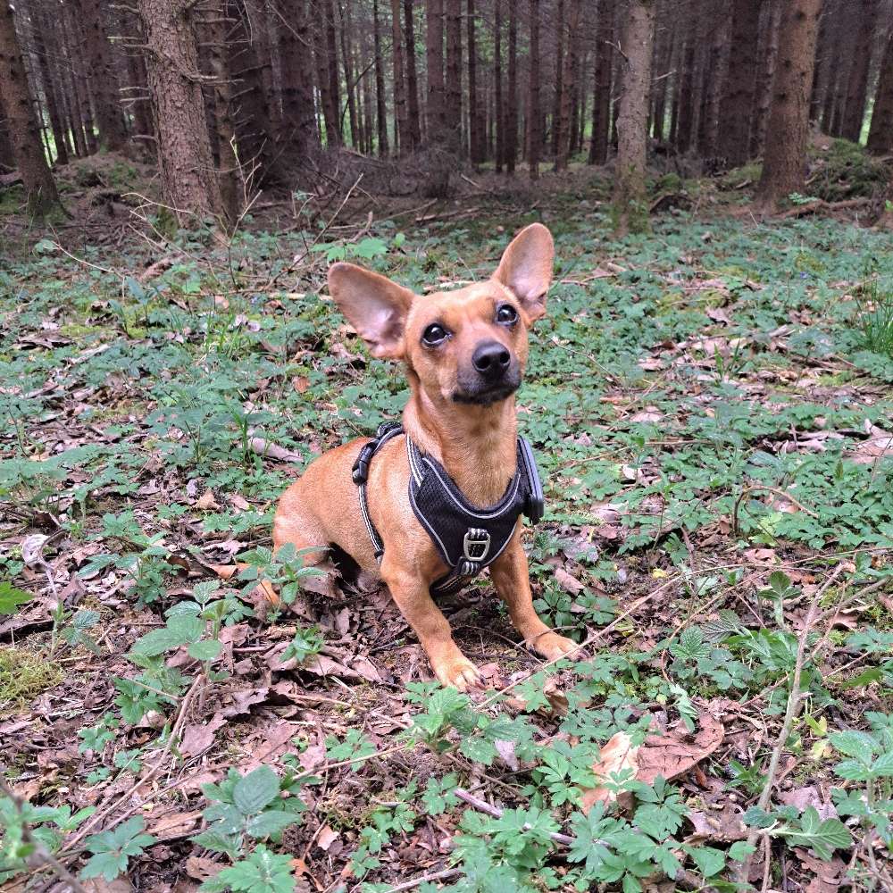 Hundetreffen-Gemeinsame Gassirunden-Profilbild