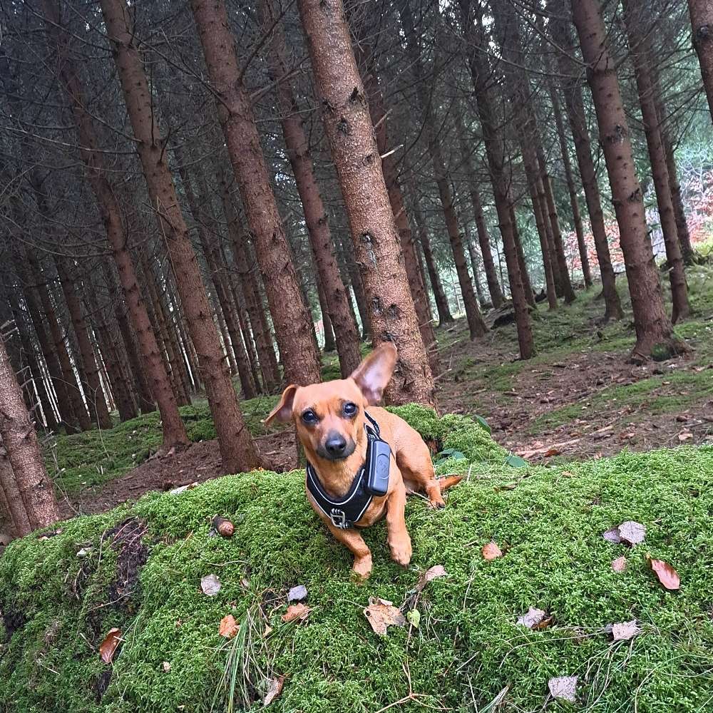 Hundetreffen-Gemeinsame Gassirunde-Profilbild