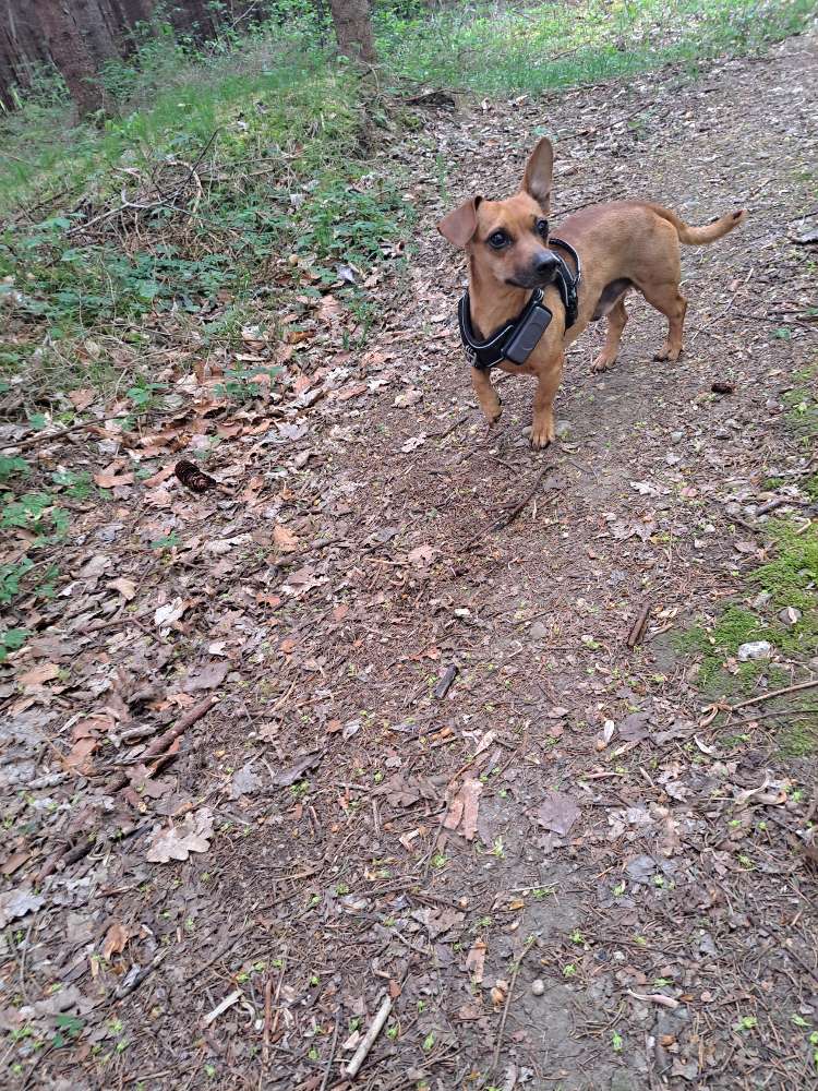 Hundetreffen-Gemeinsame Gassirunden-Profilbild