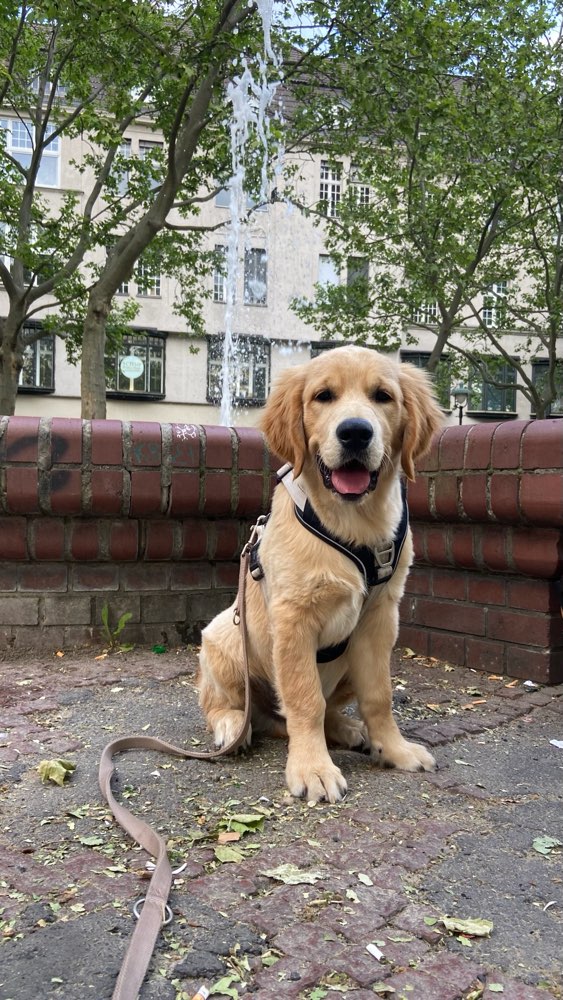 Hundetreffen-Suche Spielfreunde-Profilbild