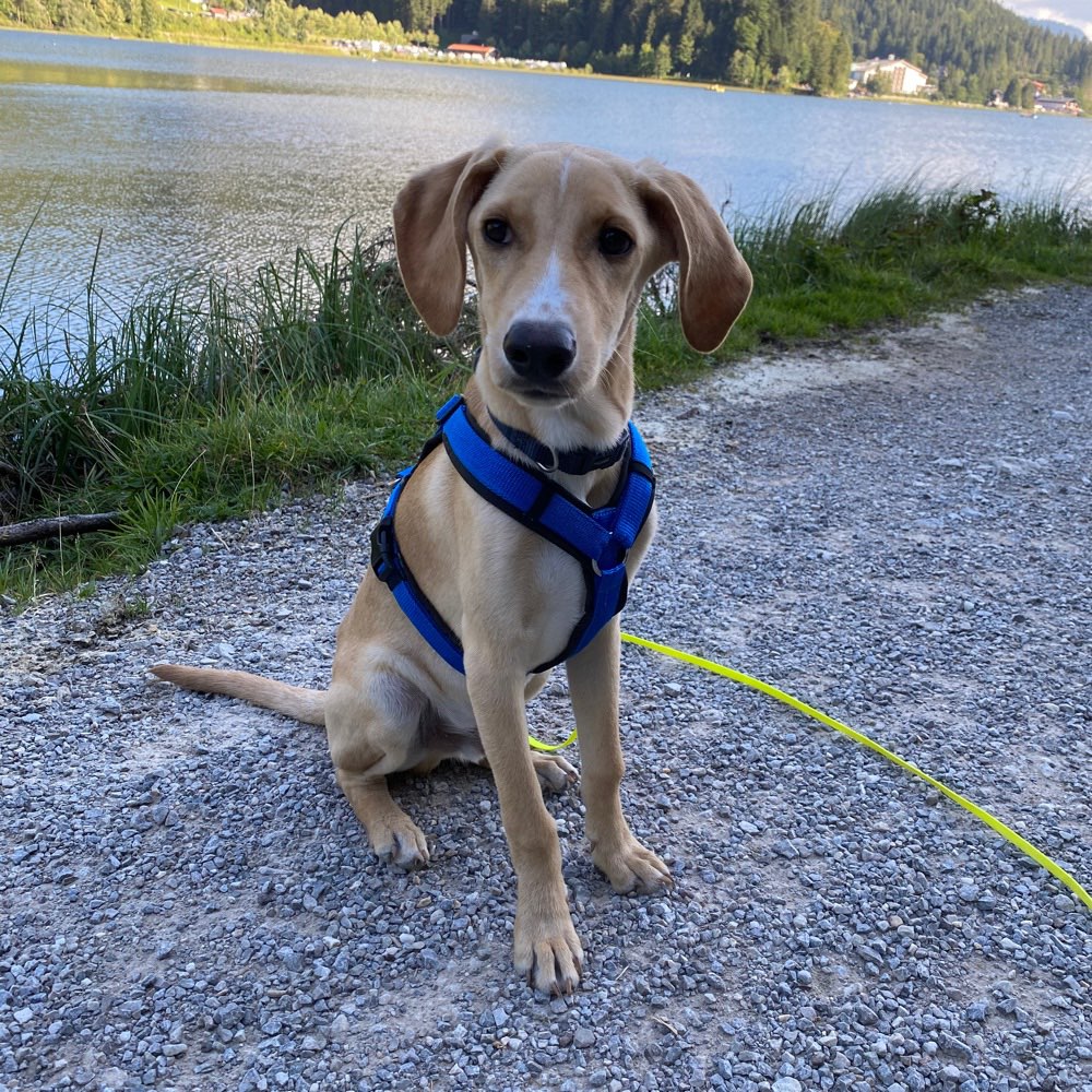 Hundetreffen-Hundekumpel/in gesucht in Aubing-Profilbild