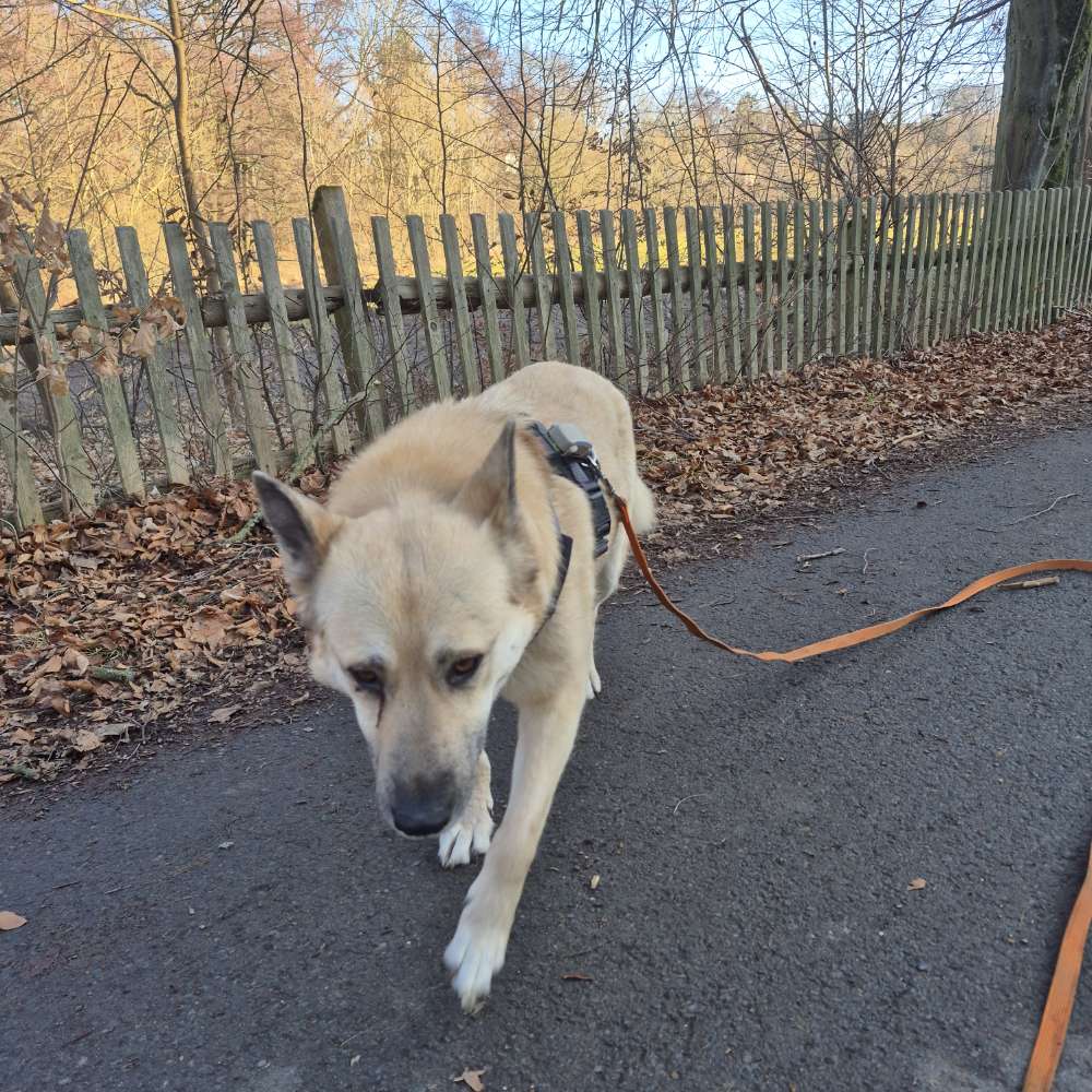 Hundetreffen-Suche ruhige Hunde für gemeinsames Spazierengehen-Profilbild