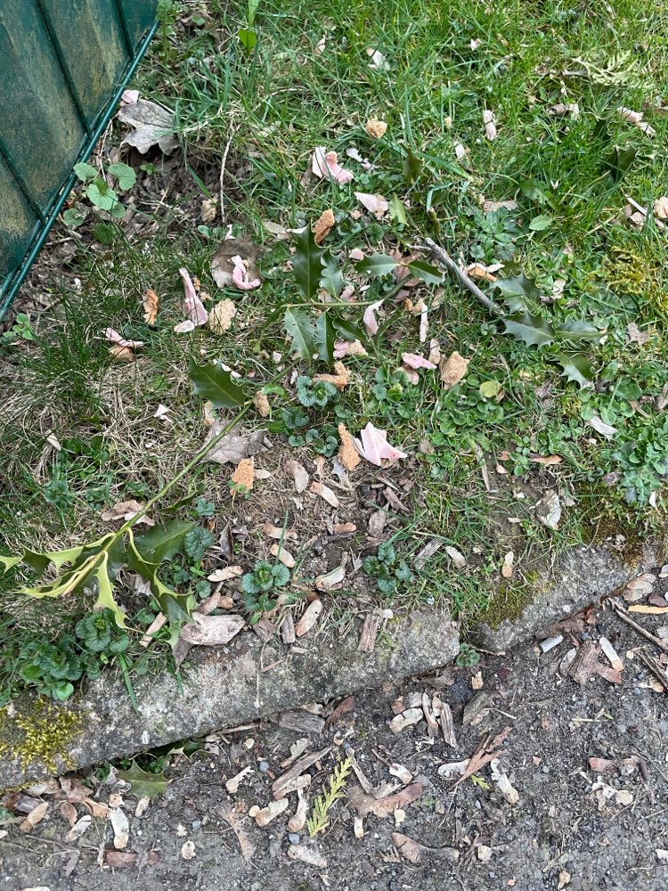 Giftköder-Evtl. Giftköder-Profilbild