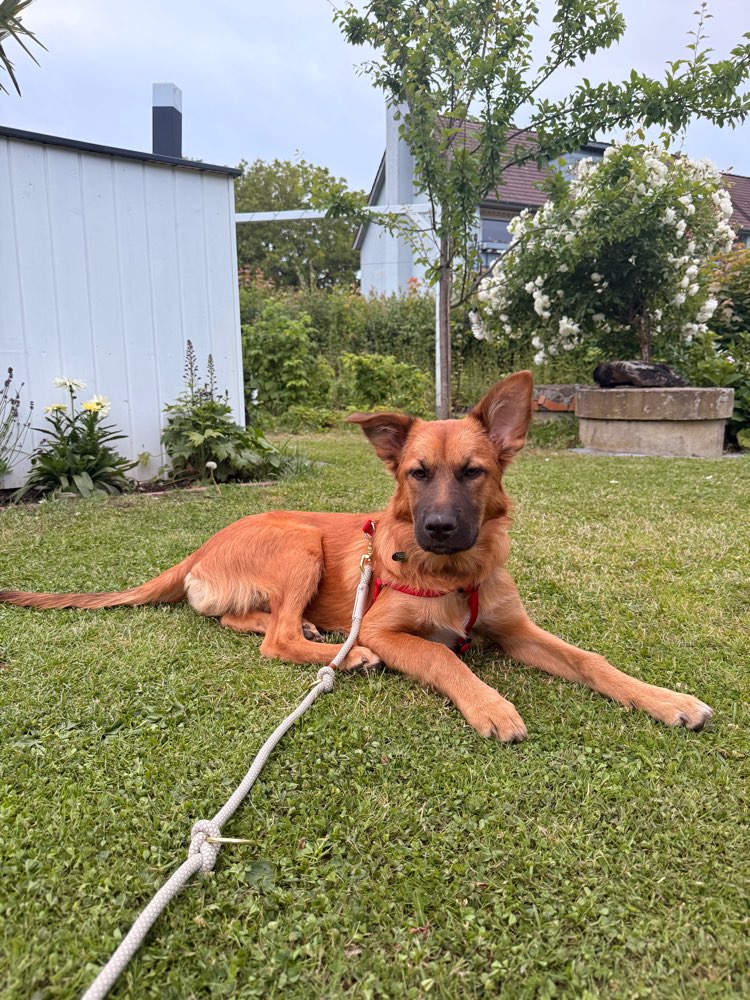 Hundetreffen-Pippa sucht passende Spielpartner-Profilbild