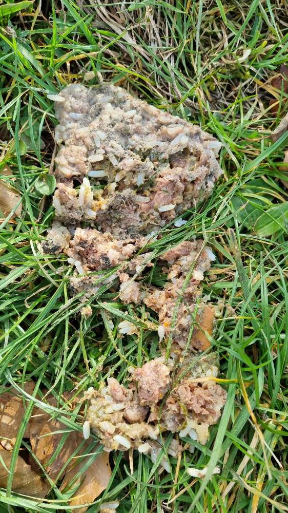 Giftköder-Möglicher Giftköder-Profilbild