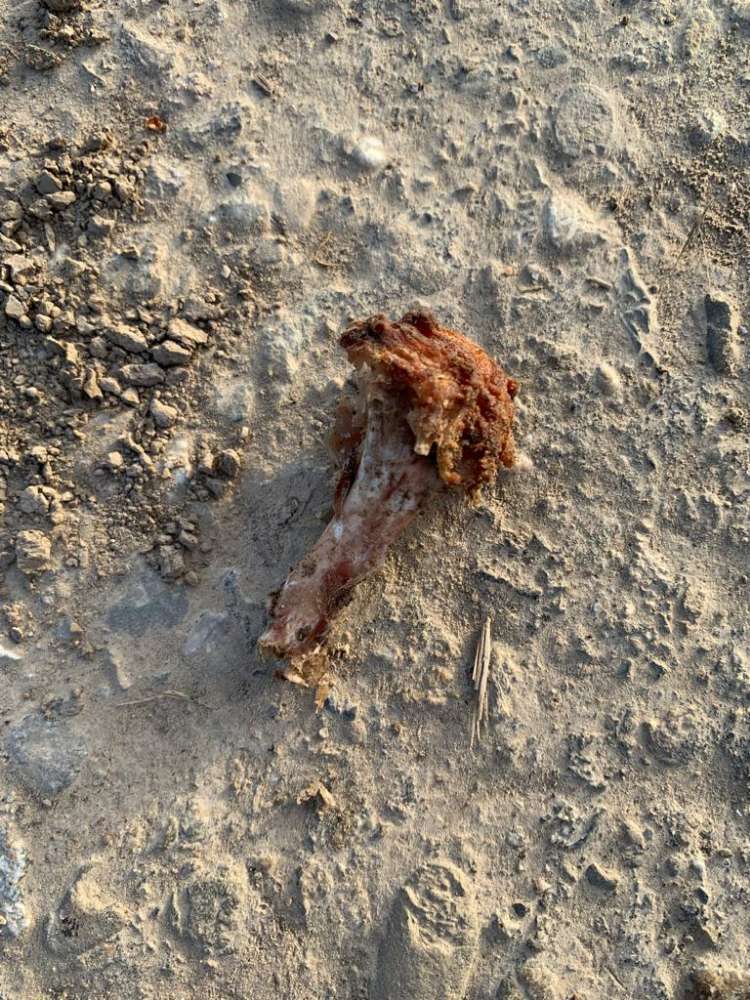 Giftköder-Fleisch und Knochen auf dem Feldweg-Profilbild