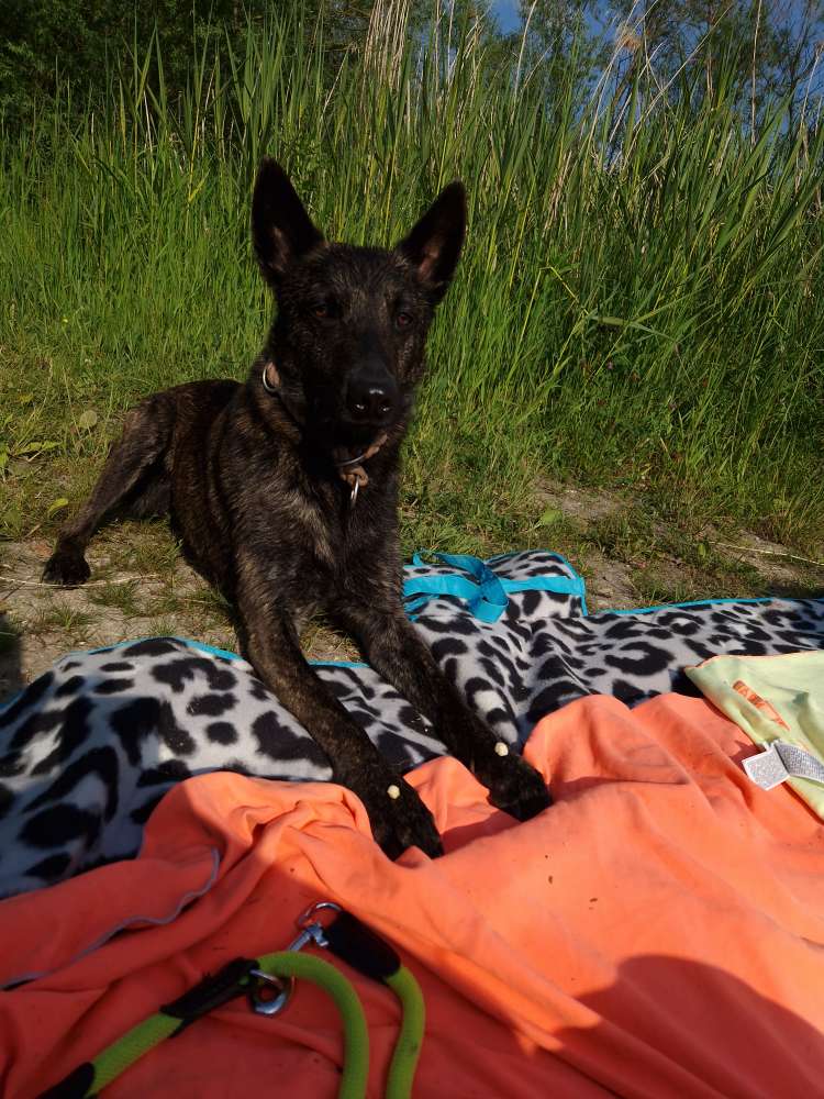 Hundetreffen-Leinenspaziergänge-Profilbild