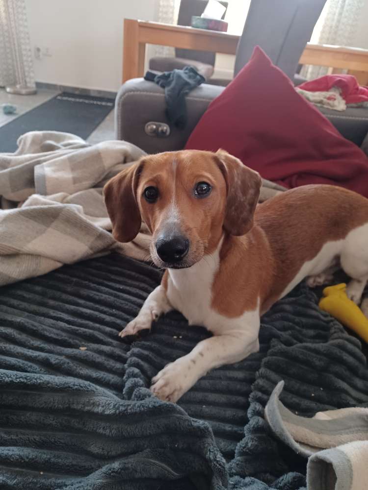 Hundetreffen-Spaziergang mit Hund im Hochzeitswald und Umgebung-Profilbild