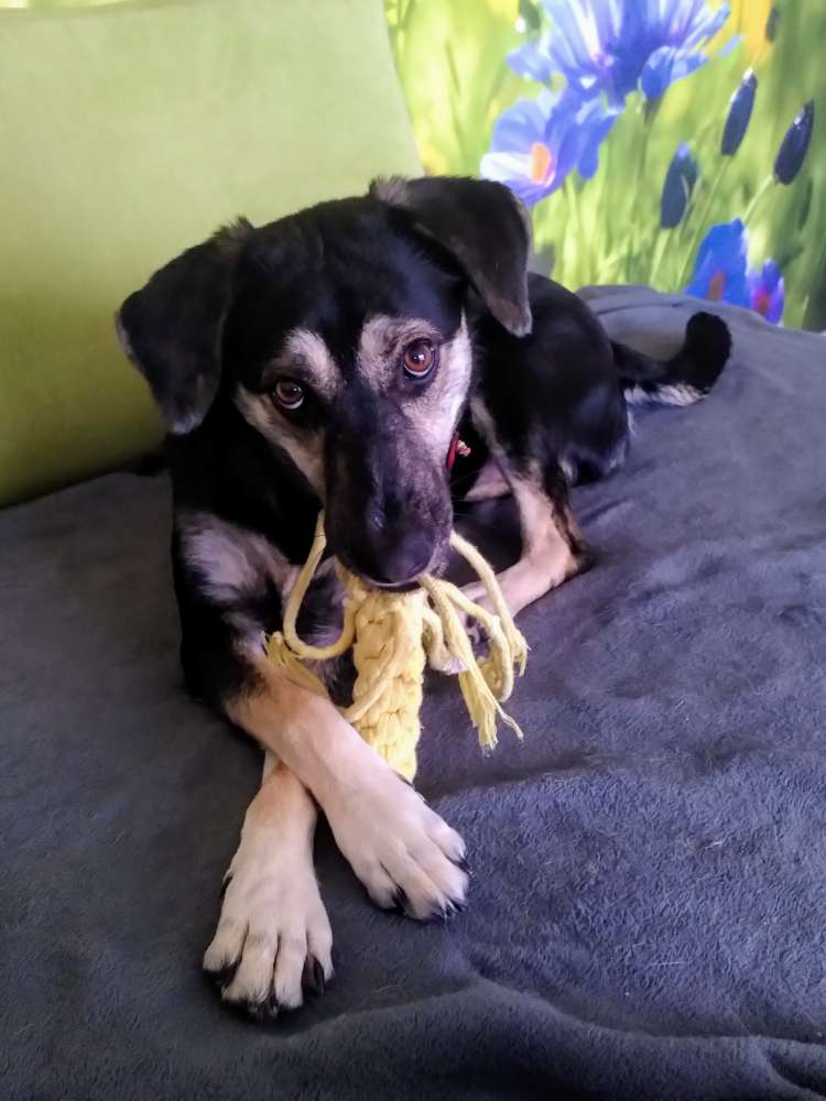 Hundetreffen-Spazieren gehen und oder Spieltreffen-Profilbild