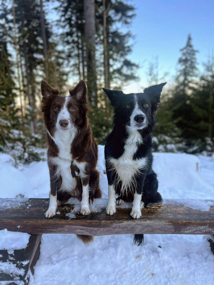 Hundetreffen-Hundetreffen-Profilbild
