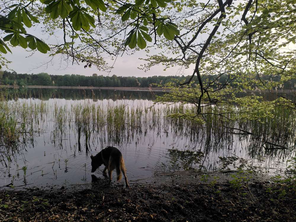Hundetreffen-Geruchssensibilisierung-Profilbild