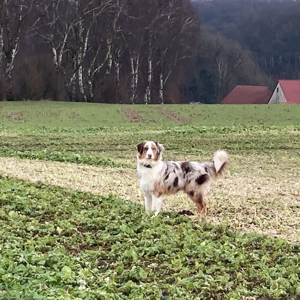 Hundetreffen-Freundliche Hunde zum gemeinsamen Gassi gesucht-Profilbild