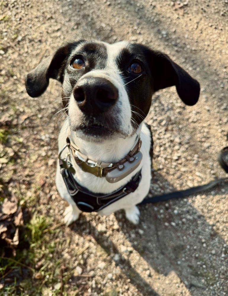 Hundetreffen-Gemeinsames Spazieren gehen und „Playdate“-Profilbild