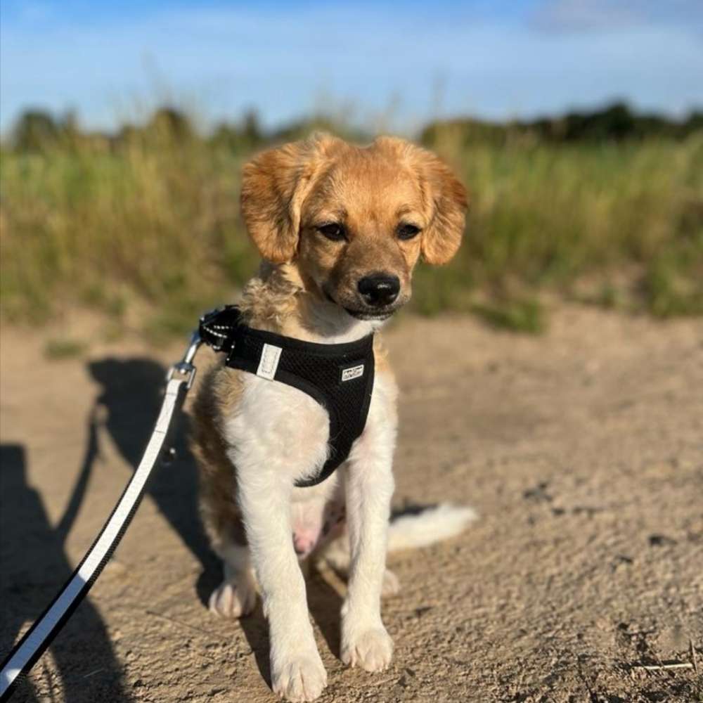 Hundetreffen-Spielfreunde gesucht-Profilbild