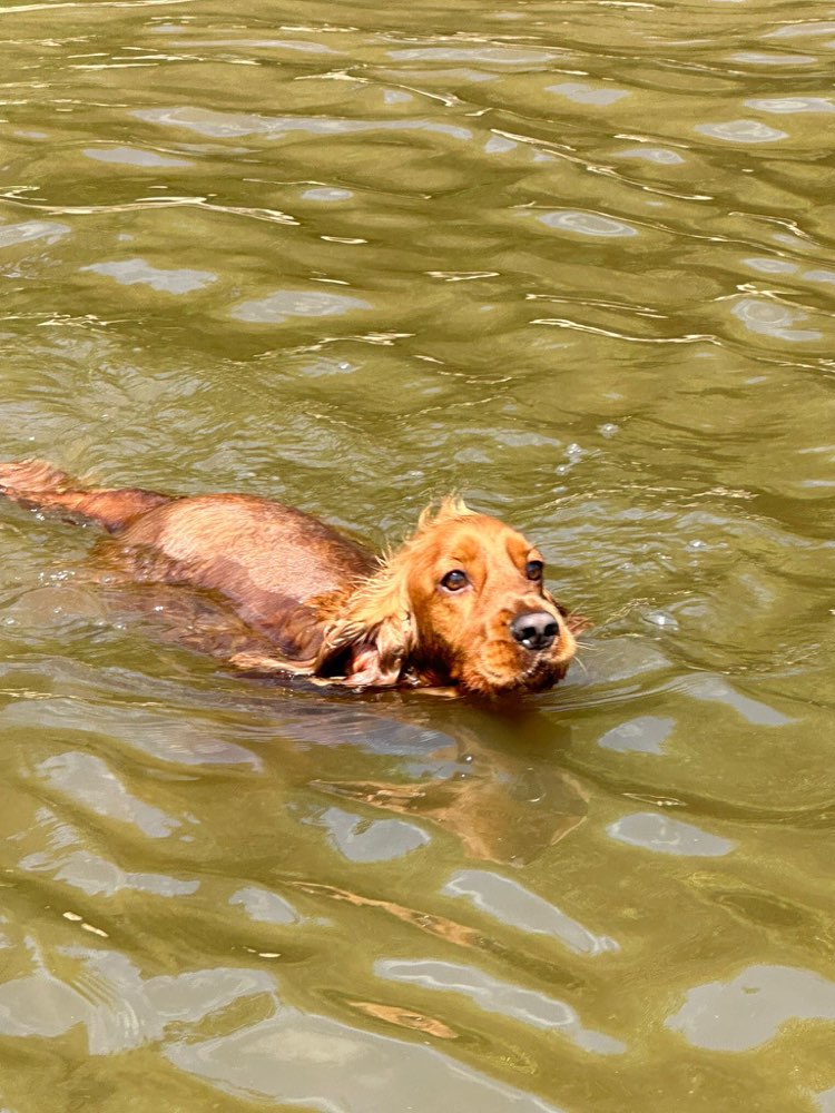 Hundetreffen-Neo sucht Buddies zum zusammen plantschen im Cossi 🏝️-Profilbild