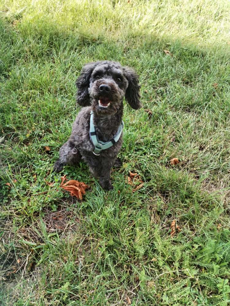 Hundetreffen-Kleinhund Treffen-Profilbild