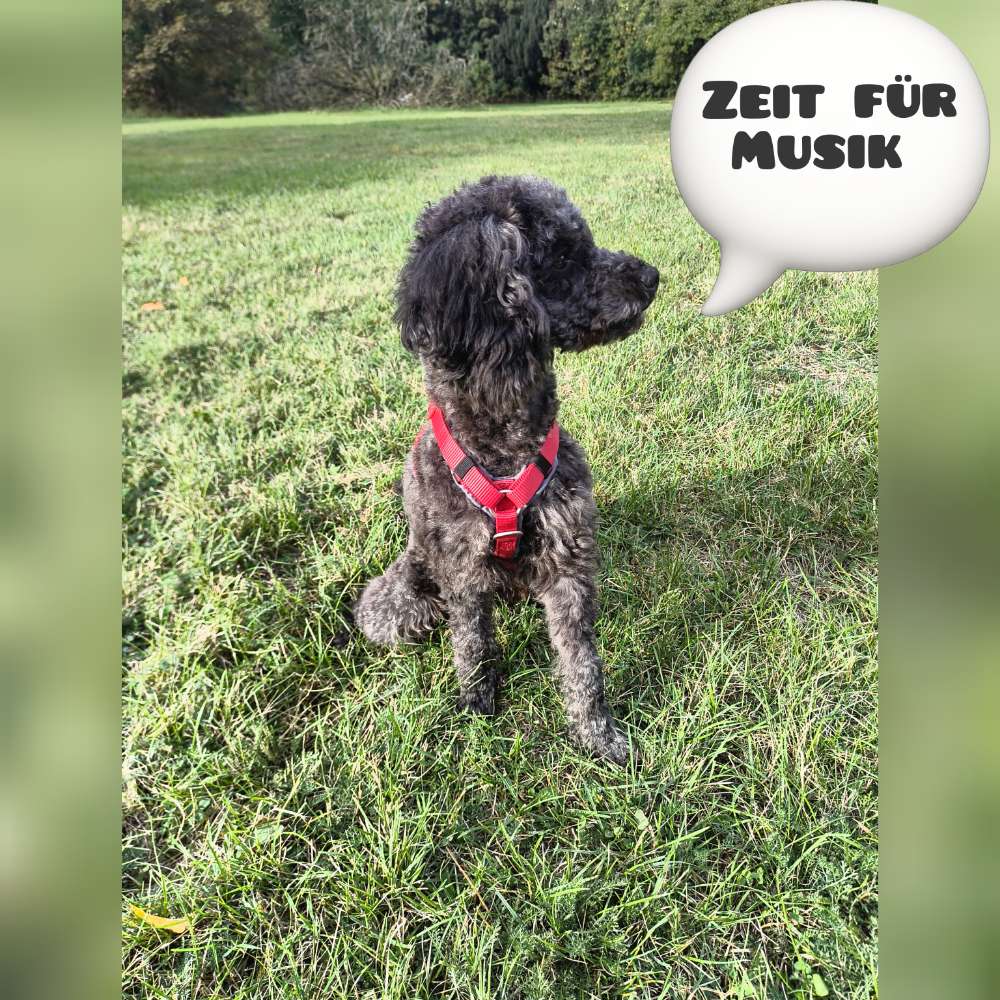 Welches Lied passt zu meinem Hund🎶 Banner