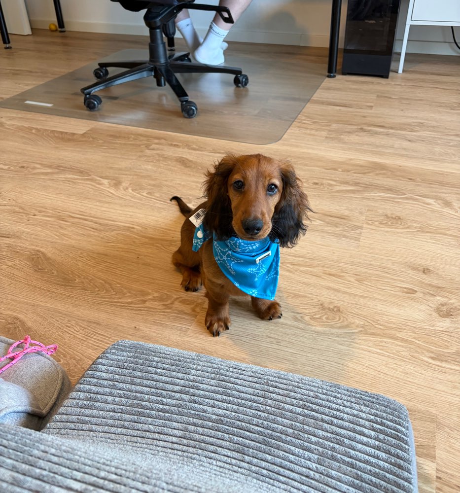 Hundetreffen-Playdate/Spielrunde🐾-Profilbild