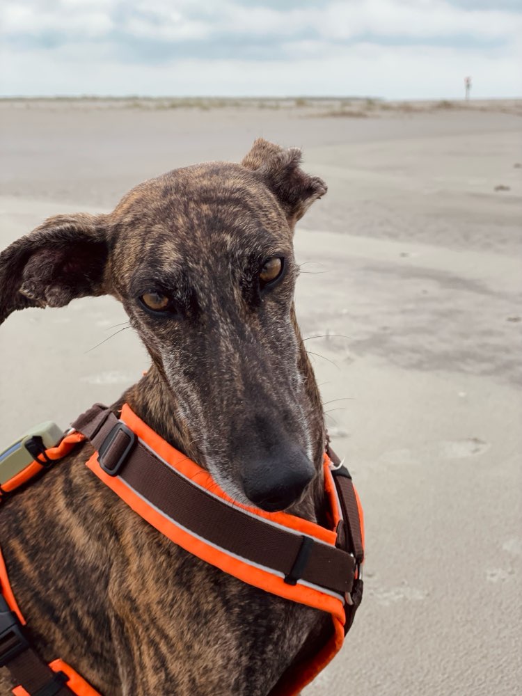 Hundetreffen-Spieltreff für schnelle Hunde 😊-Profilbild
