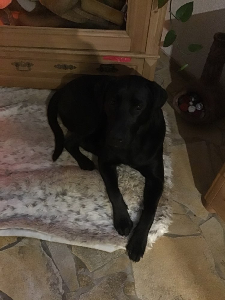 Hundetreffen-Junghundetreffen-Profilbild